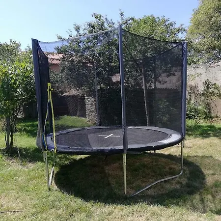 Luxury Cherry In Natural Park